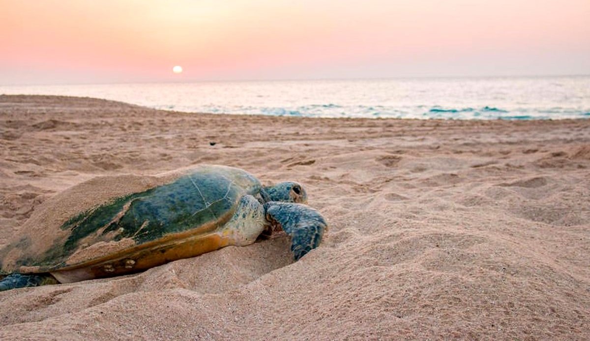 ساحل لاکپشت ها هرمز