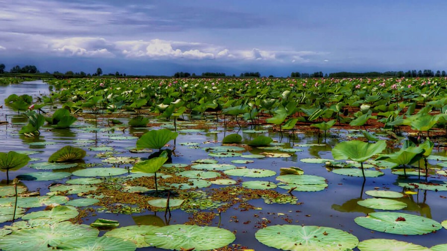 عکس های تالاب انزلی