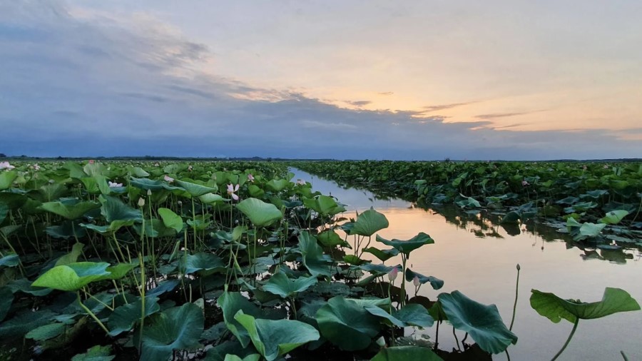 عکس تالاب انزلی