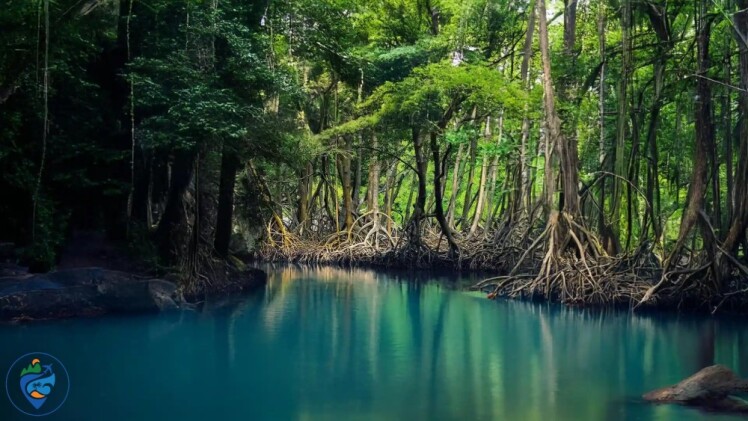 جنگل حرا قشم کجاست؟ معرفی، شگفتی‌ها و عکس‌ ها