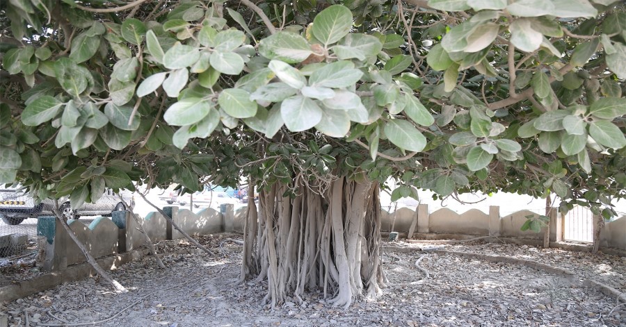 عکس درخت انجیر معابد قشم