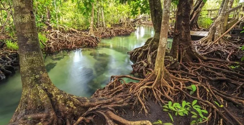 عکس جنگل حرا