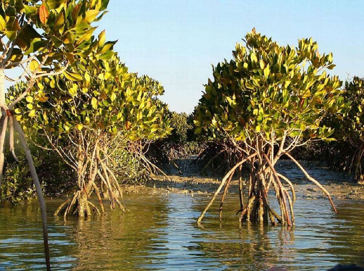 تصاویر جنگل حرا قشم